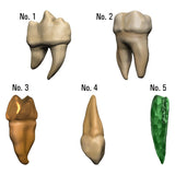 Teeth of Dahlver-Nar